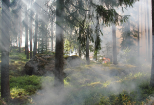 清晨的海边，是温柔的模样